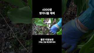 4000평 명이나물 따는 쇼츠 #shorts #명이나물