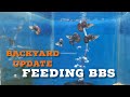 Backyard Update Feeding BBS | Basics Guppy Keeping VLOG -12