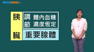 高中選修生物III_動物的構造與功能_神經與內分泌_Part 6 激素的介紹(甲狀腺、胰島素)_王涵青