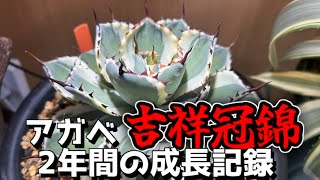 【アガベ】美しすぎる吉祥冠錦の成長記録。