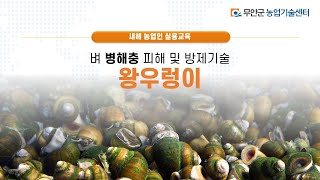 벼6강 왕우렁이