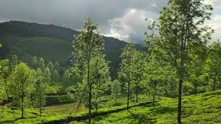 മൂന്നാർ - ദേവികുളം (29/11/2020) / MUNNAR - DEVIKULAM