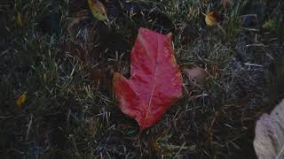 computar 16mm f1.4 - Rainy Autumn Evening [Low Light] [4K]