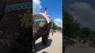 Travel video#elephant# Rayachuru# viral short