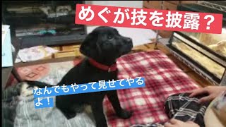 【革命】愛犬めぐが芸を披露します【ラブラドールレトリバー】【子犬】