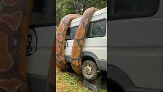 😱ലോകത്തിലെ ഏറ്റവും വലിയ പാമ്പിനെ പിടി കൂടി! Zoo Art Work | Storify | #shorts