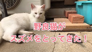 野良猫がスズメを持ってきた　White cat brought a sparrow