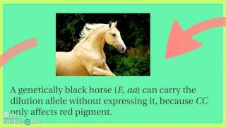 Coat Color Genetics