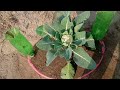 brilliant idea to grow cauliflower with new fast technique