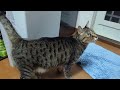 2024　猫動画総集編⑤