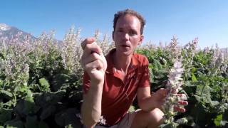 Clary Sage Essential Oil w/Arttemis at Young Living's Mona, Utah Farm!