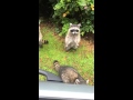 Group of begging raccoons