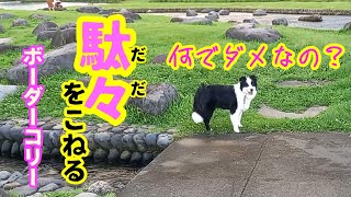 駄々をこねるボーダーコリー