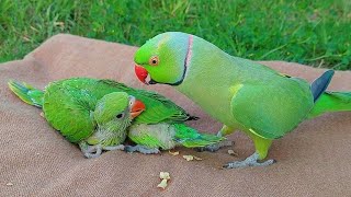 Best of Talking Parrot Greeting Baby Parrots