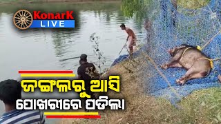 ପୋଖରୀରୁ ଉଦ୍ଧାର ହେଲା ବାରହା, ଖୋର୍ଦ୍ଧା || KHORDHA NEWS