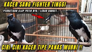 CONTOH KACER TIPE PANAS MURNI !! AYO PAHAMI CIRI-CIRI DAN CARA MERAWATNYA