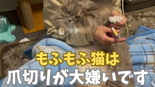 我が家のもふもふ猫は爪切りが大嫌いです