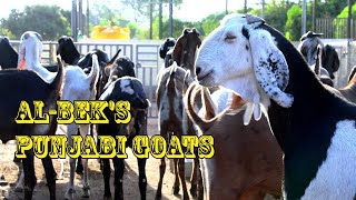 Al Bek's Punjabi Goats