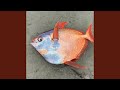 Euthynnus