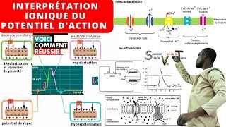 SVT#Interprétation Ionique du Potentiel d'action PA monophasique#Na+/K+