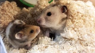 ハムスター　赤ちゃん　どんどん大きくなって・・食欲がスゴイ！（２０，２１日目）・・・ Hamster　หนูแฮมสเตอร์　criceto