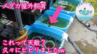 【メダカ屋外飼育】これって天敵？メダカ容器に現れたのは一体・・・