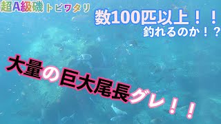 尾長グレを狙って鵜来島の超A級磯！水島２番トビワタリで磯釣り！！