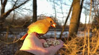 Hand-feeding Birds in Slow Mo - Northern Cardinals