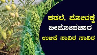 5 ಎಕರೆಯಲ್ಲಿ ಜೋಳ ಬೆಳೆಯಲು ಕೇವಲ 1 ಸಾವಿರ ರೂ. ಖರ್ಚು #seedtreatmet