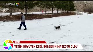 YETİM BÜYÜYEN KEDİ, BÖLGENİN MASKOTU OLDU