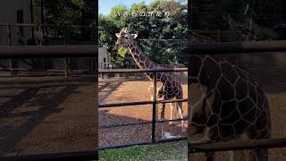 【いきもの観察】おしっこを見せて去るキリン / Giraffe peeing