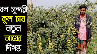 বল সুন্দরী কুল চাষ এবং চারা বিক্রয় করে কোটি টাকা আয়ের সপ্ন দেখছেন মেহেরপুরের নাসির।Ball Soundori Kol