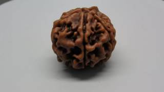 RD47484  Natural Rudraksha,  5 mukhi Ganesh GJSPC LABORATORY