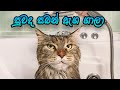 Suwada Saban ( Raja kapuru )| සුවඳ සබන් | Cat Music Video
