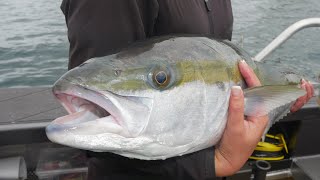 Top water kingfish action and tips