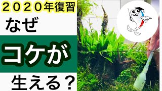 【コケ対策の超基本】なぜ水槽にコケが生えるのか?