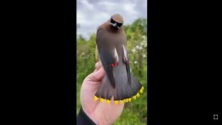 Cedar waxwing (Bombycilla cedrorum) | Bird Planet 🌎_207