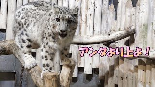 ユキヒョウ赤ちゃんヒメル 凸しまくるバネ娘。そりゃ大食いだわ Why Himmel is a glutton. Snow leopard Cub charging at glass 2024.1月