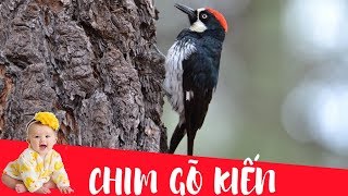 Dạy bé học nói con vật tiếng việt | Con chim gõ kiến