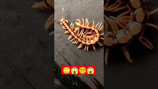 millipede on the move🙄😱🤟 #millipede #millipedes #wildlife #viralshort #shortsfeed #shortvideo #short