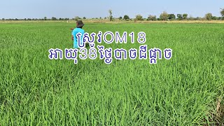 ស្រូវ#OM18 អាយុ38ថ្ងៃបាចជីផ្តាច់