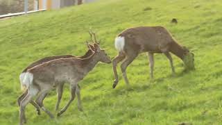 【フリー動画】オスのエゾシカを珍しく至近距離から撮影したシーン