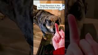 Dog Really Hates Middle Finger || middle finger #dog  #funnydog
