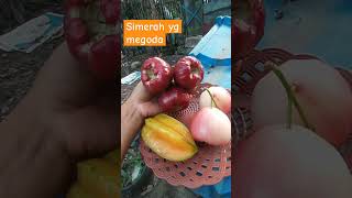 Panen tipis-tips tanaman #buahjambu #jambudalhari #jambublackkingkong #fruit