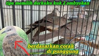 Pemula Wajib Tahu! Inilah Cara Memilih Burung Tekukur suara kuk 2,Perhatikan Ciri Fisik Ini