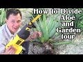 Front Yard Aloe Garden Tour: How to Harvest, Transplant & Divide Pups Front Yard Aloe Garden Tour: How to Harvest, Transplant & Divide Pups