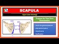 Scapula  Anatomy | Viva Voce Anatomy| Upper limb bones |