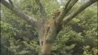 木の上からヒョウ　ヒョウゾーン　サファリゾーン　富士サファリパークに行ってきました～～　00169