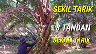 egrek tajam panen sawit jadi cepat sawit super semak buah super banyak sekil tarik