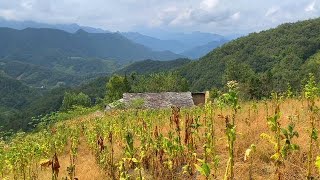 啞巴大叔獨居深山世外桃源，種地養豬賣臘肉，味道真原始，無添加